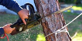 Best Tree Preservation Services  in Newburg, WI