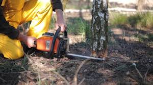 Best Stump Grinding and Removal  in Newburg, WI