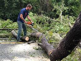 Best Tree Risk Assessment  in Newburg, WI