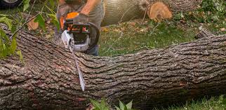 Best Arborist Consultation Services  in Newburg, WI