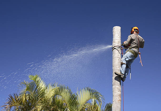 Best Tree Mulching  in Newburg, WI