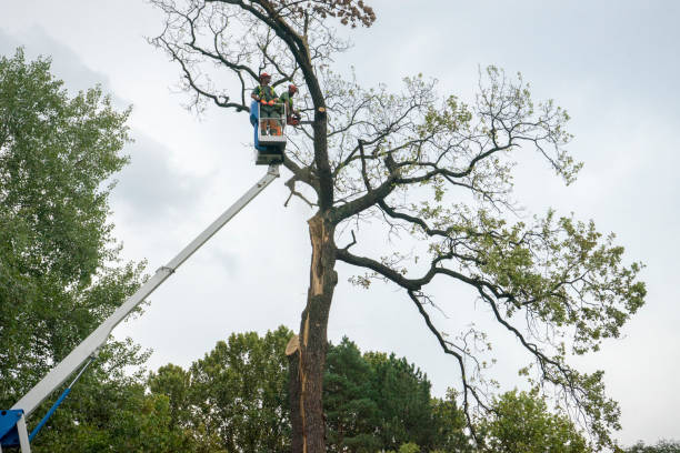 Best Seasonal Cleanup (Spring/Fall)  in Newburg, WI