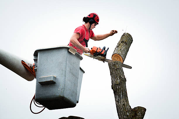  Newburg, WI Tree Services Pros