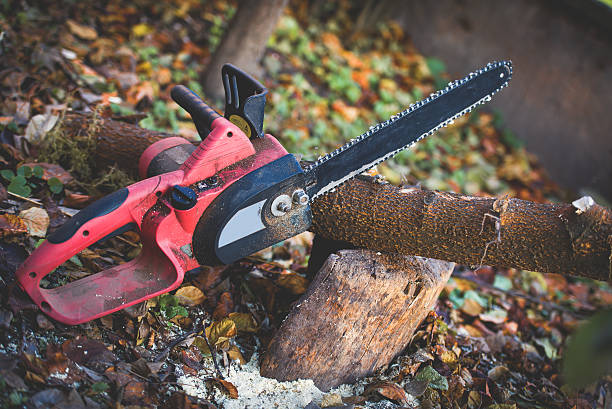 Best Tree Trimming and Pruning  in Newburg, WI