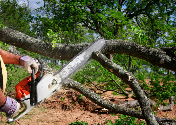 Best Tree Mulching  in Newburg, WI